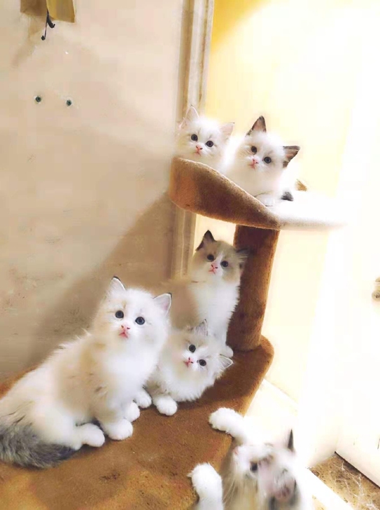 领养布偶布偶猫免费猫猫蓝双色布偶猫加菲猫纯种幼猫领