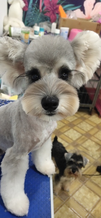 寄养----小型犬30一天，中型40一天