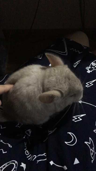 龙猫活体自家养的小龙猫米色