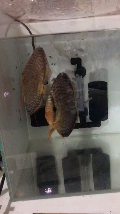 七彩神仙鱼松石出点自己繁殖的一窝松石苗子50条左右便宜