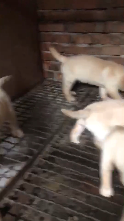 奶白拉布拉多幼犬可以出窝了，两针疫苗两次驱虫，狗狗健康胖虎