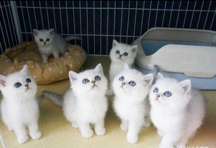 领养猫咪渐层猫家养英短渐层幼猫两个月找家长家