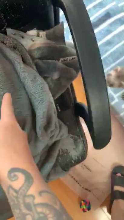 安格鲁貂小龙貂宠物貂