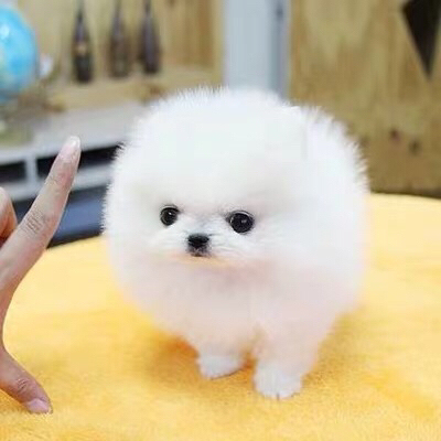 免费领养纯种博美幼犬活体博美犬阿多利俊介博美幼犬球形博美幼犬