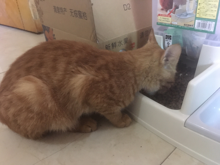楼下捡到的流浪猫一只，约6月大小，橘色公猫，现找领养人，坐标