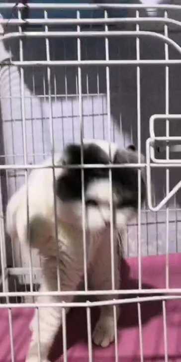 蓝白净梵对外借配，配蓝猫出蓝白