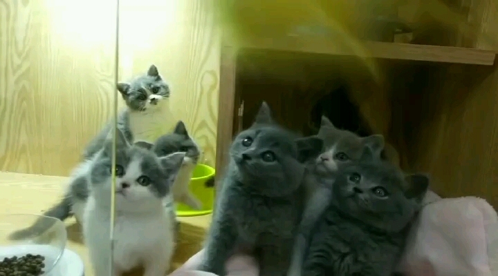 英短蓝猫，个个肥嘟嘟，大包子脸，