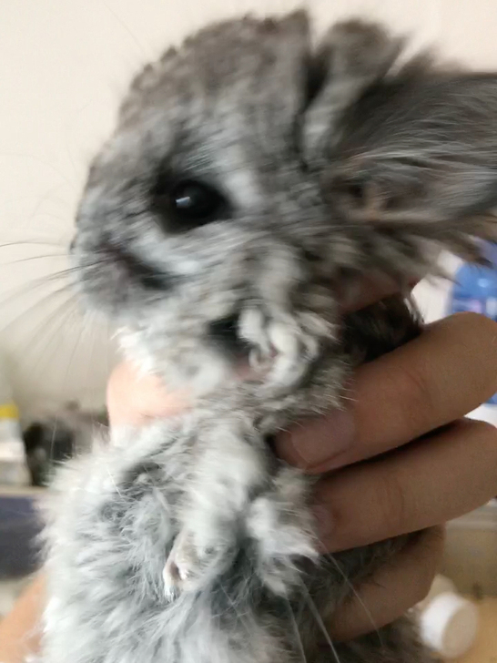长毛标灰dd龙猫