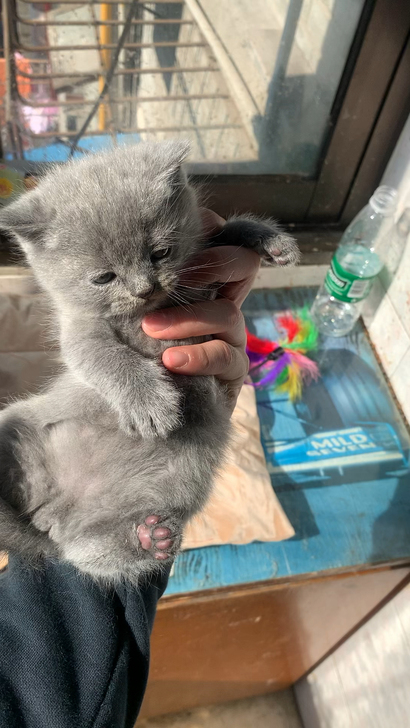 #精品宠物猫#??????蓝猫，蓝白，银渐层