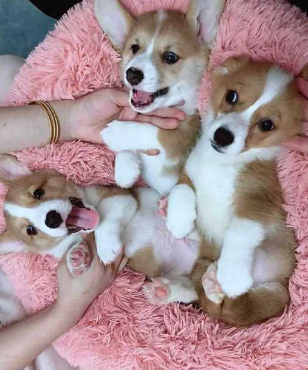 柯基犬领养柯基幼犬免费家养柯基宠物犬柯基免费领养赠送家里