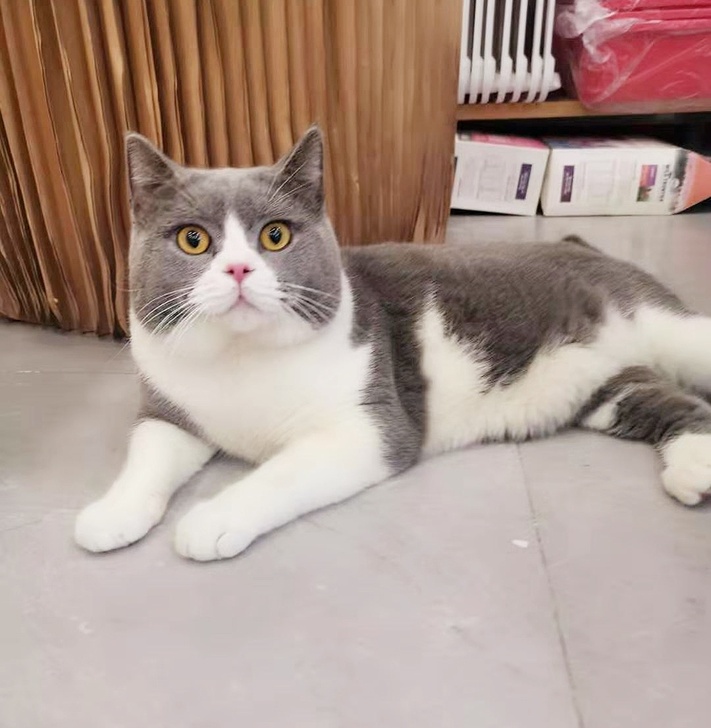 有偿出售价格不贵公猫是纯种冠军猫